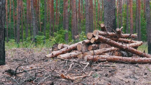 Felled Tree Trunks in the Forest