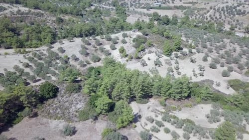 Luftaufnahmen der mediterranen Waldlandschaft mit Olivenbaumplantagen.