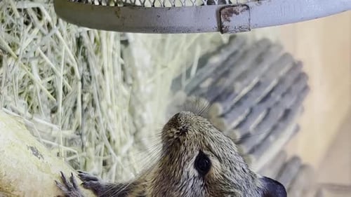 A Beautiful Big Gray Mouse Sits in a Cage Rodent Animal Concept Vertical Video