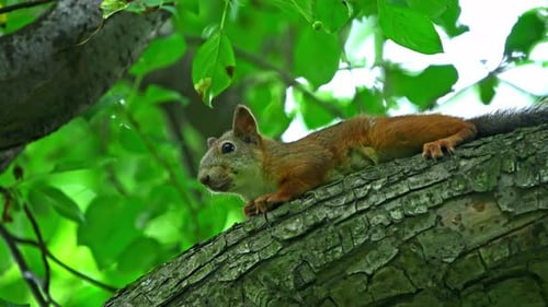 A Squirrel Sits on a Tree Branch