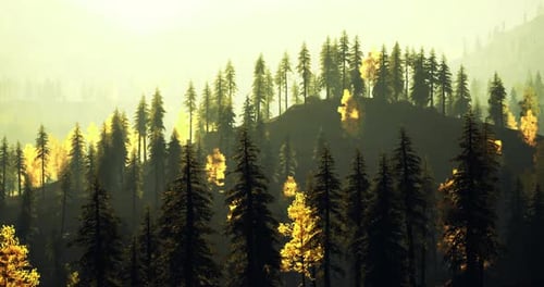 Majestic Forest Landscape Showing Golden Trees at Sunset in Autumn