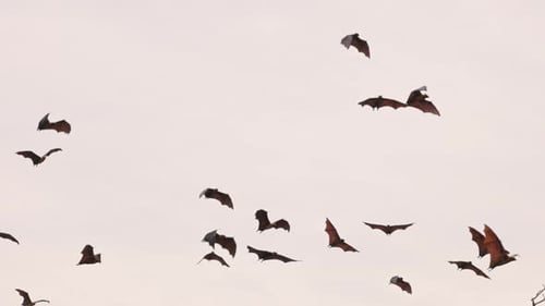 Fliegende indische Flugfüchse Lat Pteropus Medius fliegen in der Abenddämmerung durch den Himmel — Flug in Zeitlupe