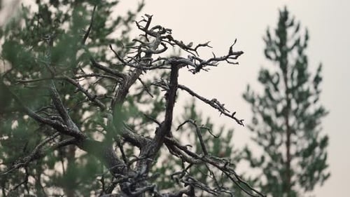 A close-up shot of the dead tree. Dry and withered tree branches with a blurred foreground.