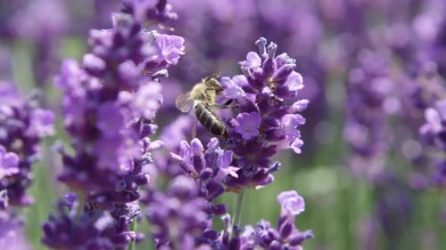 Honey Bee Collecting Nectar From Vibrant Purple Blooming Lavender Flowers