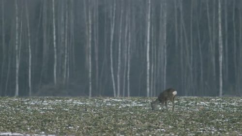 European roe deer flock eating on rape raps field in evening dusk