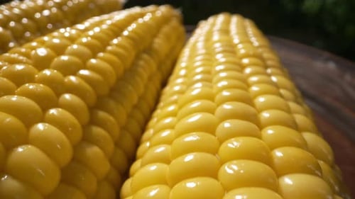 Shiny Yellow Sweet Corn Close Up, Natural Produce