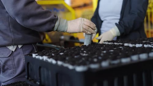People sticking seedlings into a plastic container in the greenhouse, small plants growing, close up