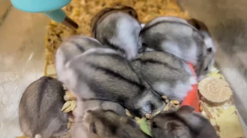 Playful Dwarf Hamsters All Pile Together