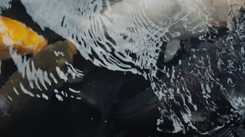 Zeitlupenaufnahme einer Gruppe bunter Koi-Fische, die in einem See schwimmen