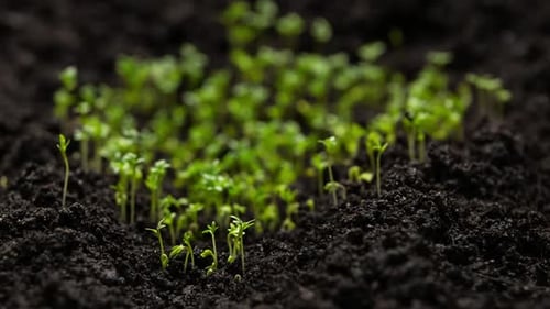Fresh Green Plants Growing In Time Lapse Sprouts Germination From Seeds In Soil Beautiful