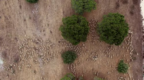 Aerial View of Sheep Herd Grazing in Rural Landscape