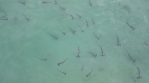 Schooling Hammerhead sharks hunting for prey in the shallow ocean water. Drone view