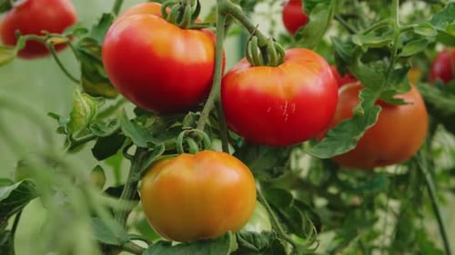 Ripe Tomatoes Growing on the Vine Close Up