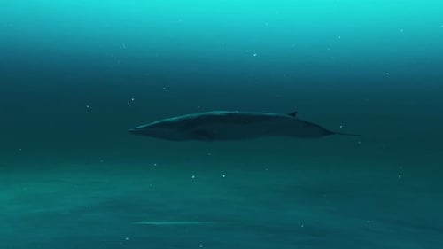 Graceful Whale Swimming Underwater Animation Loop