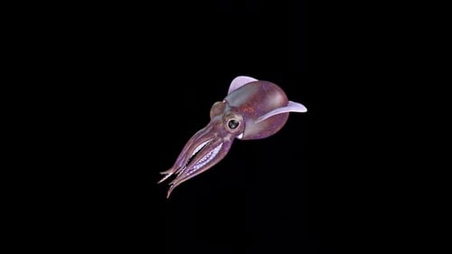 Bobtail Squid Swim 2