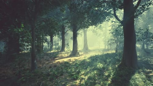Rays of Bursting Sunlight in a Misty Forest