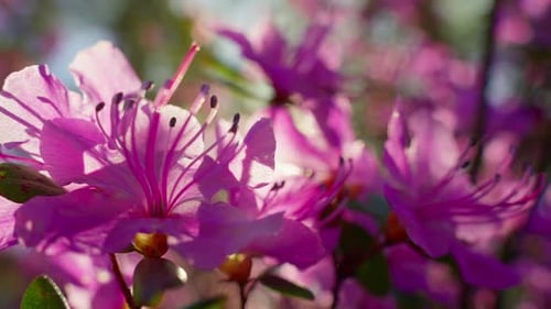 Closeup of Vivid Purple Azalea Flowers