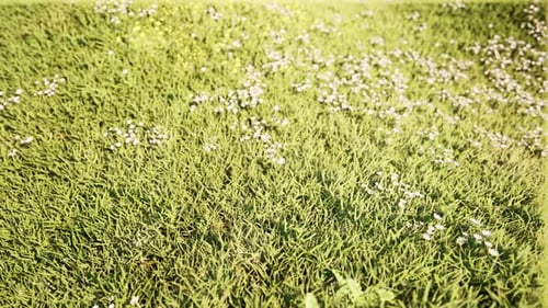 Green Grass Landscape Flowers Field Nature Bg