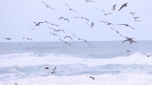 Große Herde Möwen, die in Zeitlupe fliegen