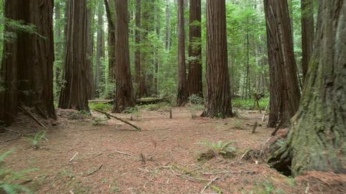 Camera Moving Through Dense Redwood Wilderness in Northern California