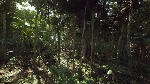 Lush Tropical Jungle Fly-Through Environment Animation