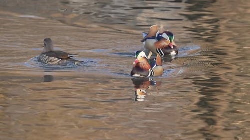 Mandarinenten auf einem Teich in Utah
