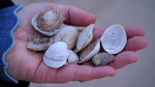 Nahaufnahme einer weiblichen Hand mit einer Auswahl gesammelter Muscheln. Spaß am Nachmittag am Strand auf der