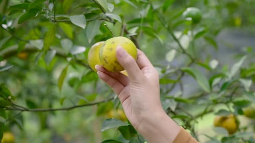 Closeup of hand holding ripe orange fruit on tree branch in citrus orchard during harvesting...