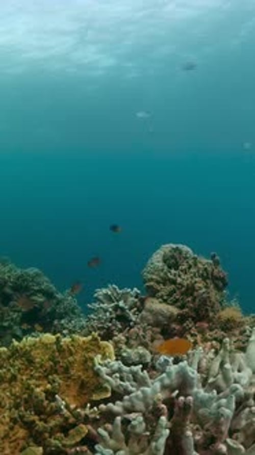 Coral Reef and Colorful Tropical Fish Underwater World