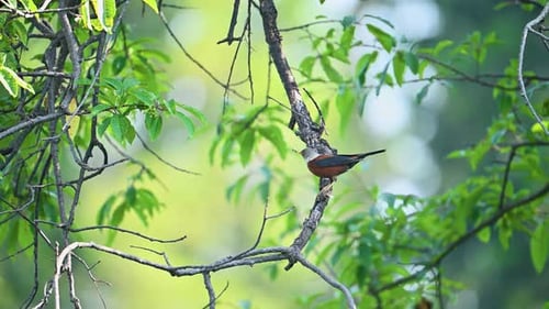 A Beautiful Chestnut thrush Bird Perched on a Branch in Lush Foliage