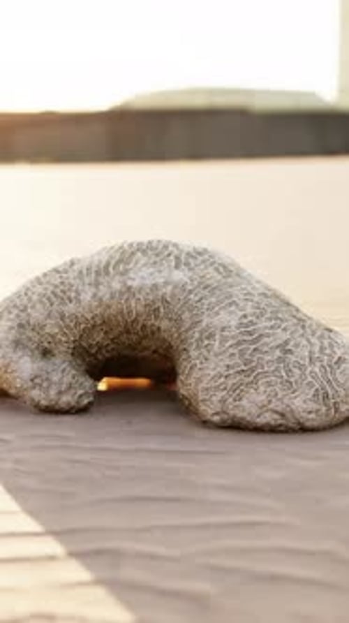 Old White Coral on Sand Beach