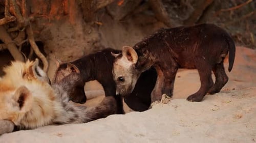 Adult Hyena Feeding Her Cubs