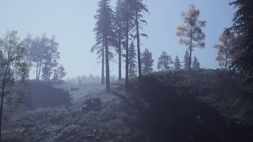 Evergreen Fir Trees with Cones Peaks of French Alps Mountains