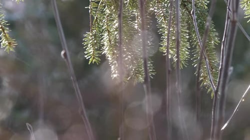 Raindrops on pine tree branches during sunny day. Panning