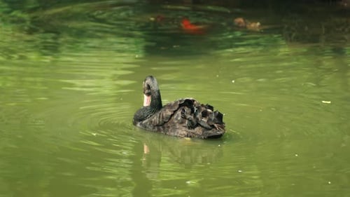The black swan is swimming in the sunshine. Static shot