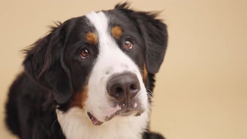 Bernese Mountain Dog Posing on Solid Background