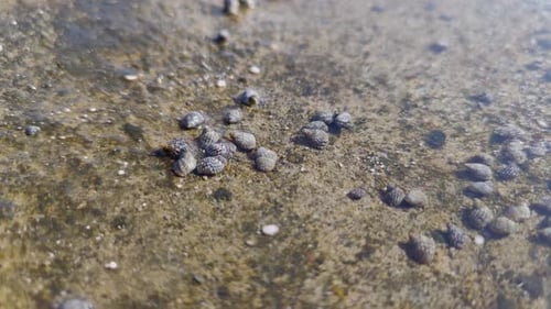 small sea creatures and shells that move