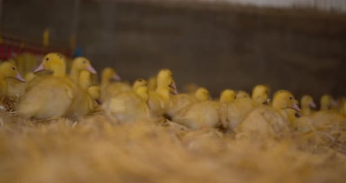 Lots of cute and fluffy little yellow chicks all cosy together.