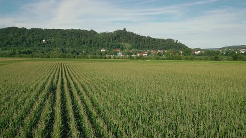 Flight over riped corn green field in South Germany, aerial drone view