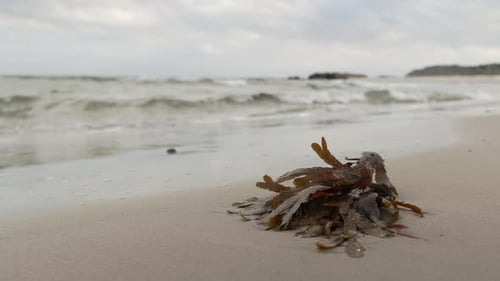 Seaweed on Sandy Beach with Gentle Waves