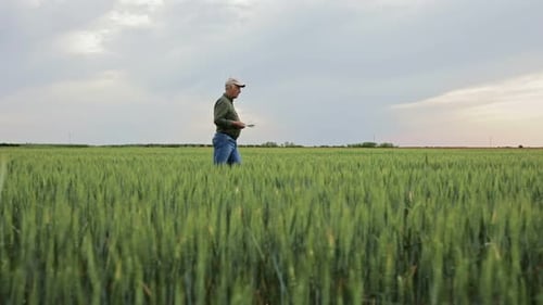 Senior farmer walking in wheat field examining crop