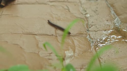 Plan de suivi d'un ver de terre rampant sur une dalle mouillée avec de l'herbe au premier plan, Goa, Inde