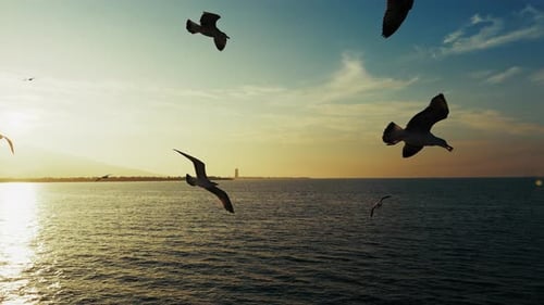 Animal Bird Seagulls Flying On Sky In The Afternoon 8