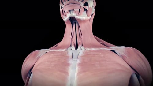 Medical animation showing human neck muscle anatomy and cervical spine movement