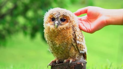 Aufnahmen einer wilden Baby-Eule oder Eule, die verloren gegangen sind und bei Menschen Schutz suchen. Sie haben Provi