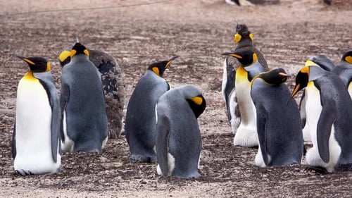 Majestic King Penguins Standing on Sandy Beach