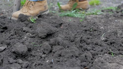 Farmer Works Soil with Fork for Growing Vegetables