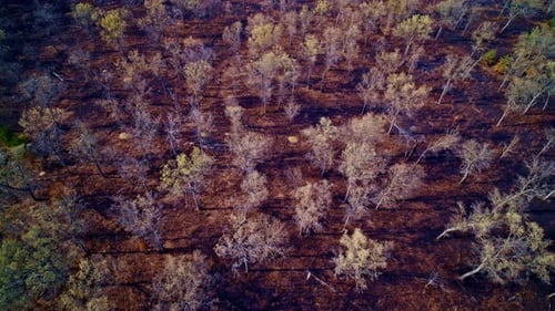 Drone shot of forest fire damage panning up from looking straight down to reveal large burned area