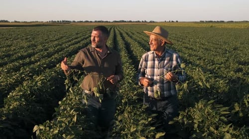 Two farmers in a field examining soy crop.