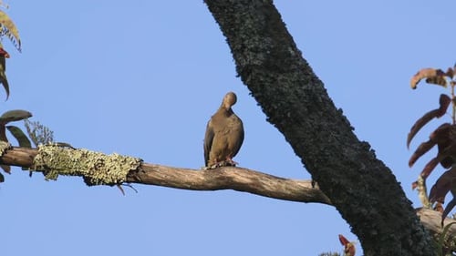 A mourning dove preening and looking around on a large branch. Medium close. 25 sec/24 fps. 40%. Cli